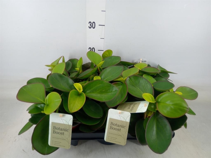 <h4>Peperomia clusiifolia 'Red Margin'</h4>