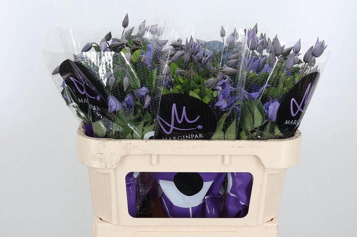 <h4>Clem Amazing Sofia</h4>