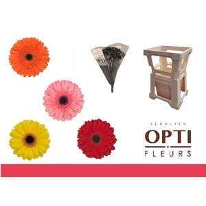 Gerbera Mix op Rij Water
