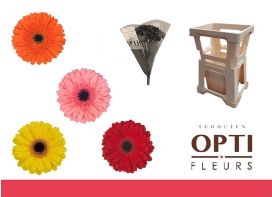 <h4>Gerbera Mix op Rij Water</h4>