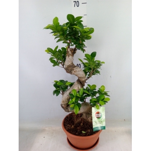 Ficus microcarpa 'Ginseng'