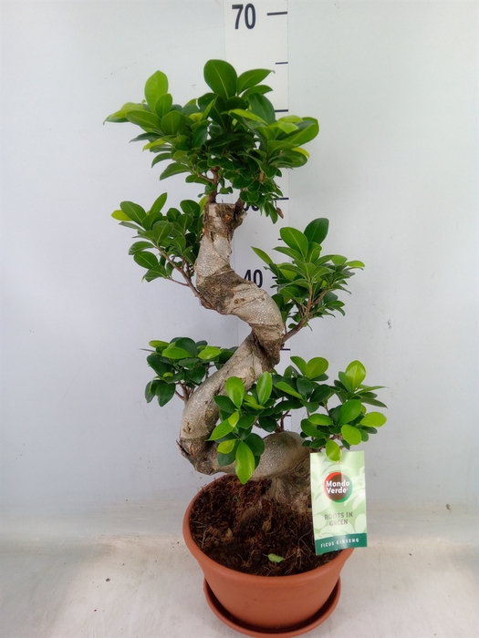 <h4>Ficus microcarpa 'Ginseng'</h4>
