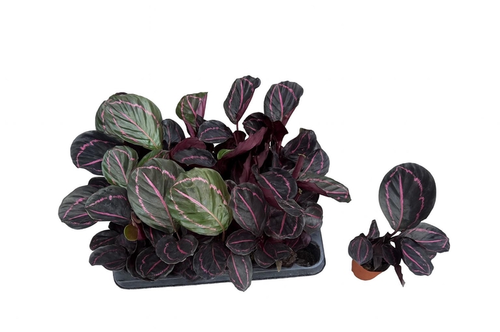 <h4>CALAT ROSEOP DOTTIE</h4>