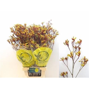 Anigoz Orange Velvet