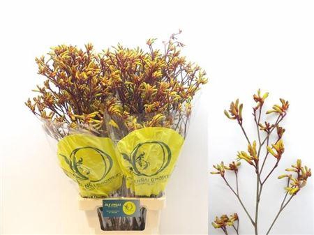 <h4>Anigoz Orange</h4>