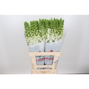 ANTIR POTOMAC EARLY WHITE