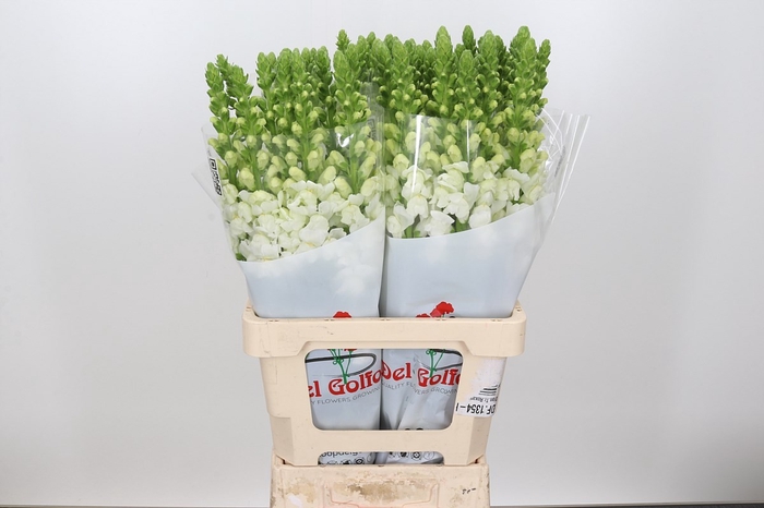 <h4>ANTIR POTOMAC EARLY WHITE</h4>