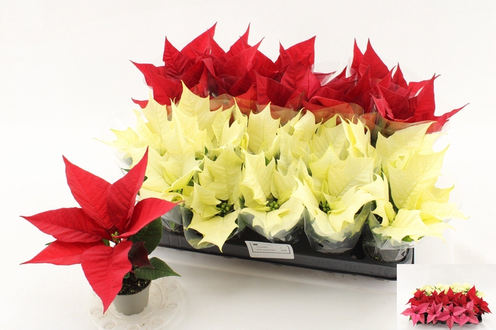 <h4>EUPHOR P GEM</h4>