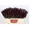 Leucadendron Saf Sunset Dark R.