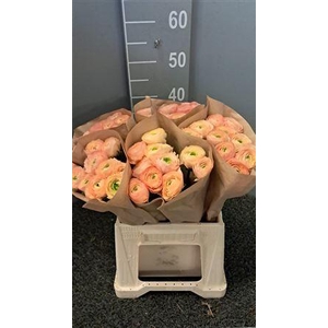 Ran Suc Ex Aragosta Salmone