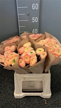 <h4>Ran Suc Ex Aragosta Salmone</h4>