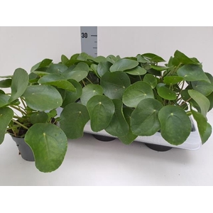 PILEA PEPEROMIOIDES