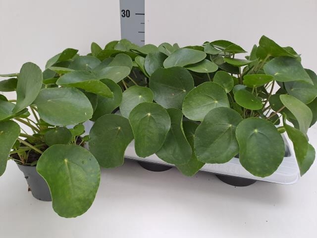 PILEA PEPEROMIOIDES