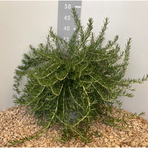 Rosmarinus officinalis overig