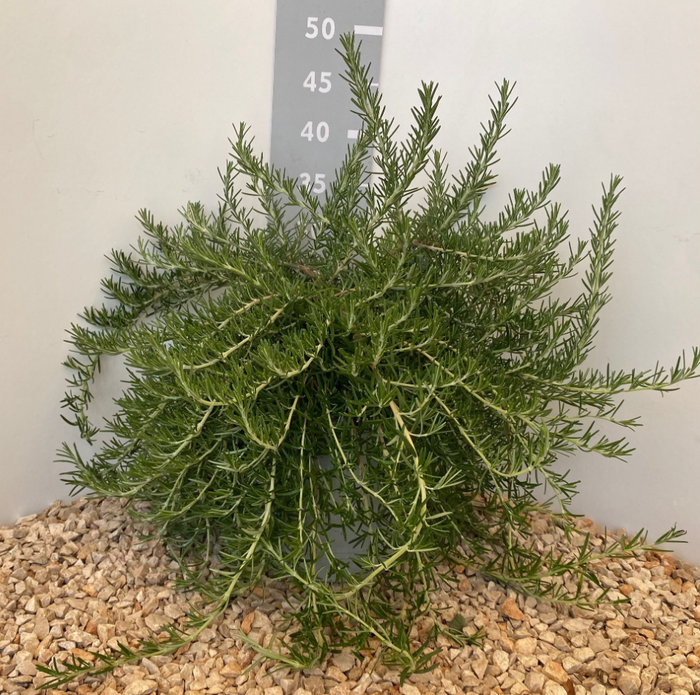 <h4>Rosmarinus officinalis overig</h4>