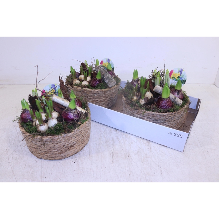 <h4>ARR BOL KNOLGEWAS</h4>