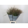 Panicum Virgatum Warrior