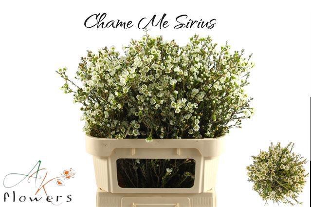 <h4>CHAME ME SIRIUS</h4>