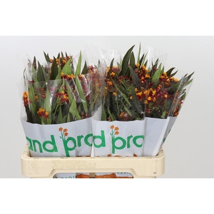 Asclepias Tuberosa Deep Red