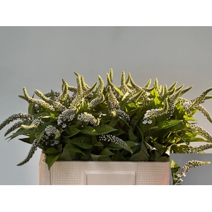 LYSIM CLETHROIDES