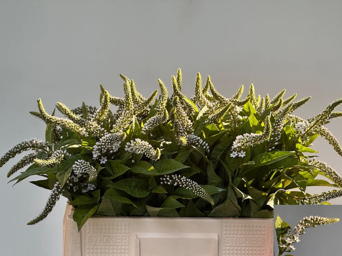 <h4>LYSIM CLETHROIDES</h4>