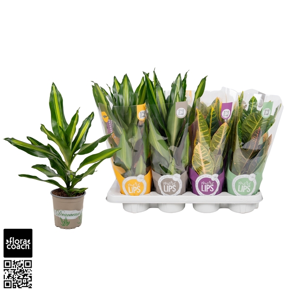 <h4>GroenMix Croton 2S +Dracaena Cintho "MoreLIPS®" Design hoes</h4>