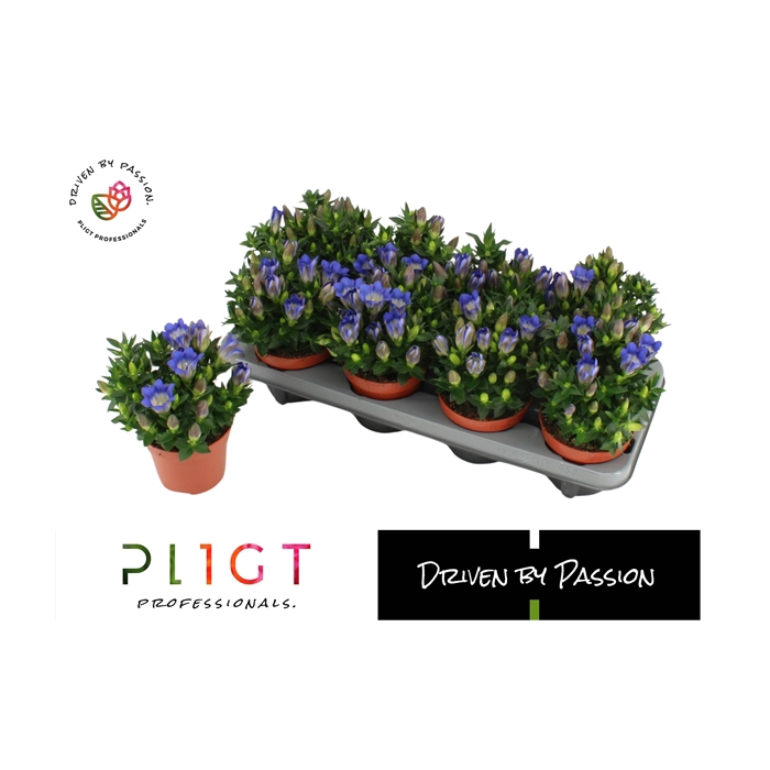 <h4>Gentiana Scabra Blue Hart P12</h4>