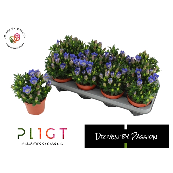 Gentiana Scabra Blue Hart P12
