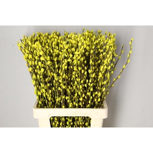 Salix Snowflake 70cm Yellow