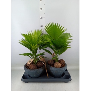 Livistona rotundifolia