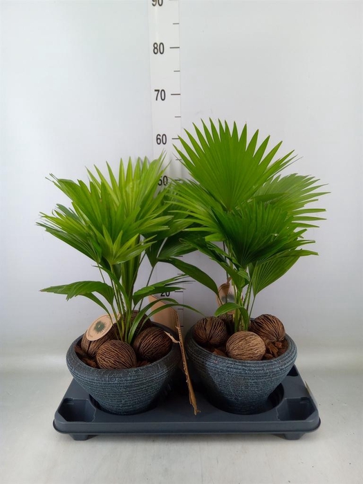 <h4>Livistona rotundifolia</h4>