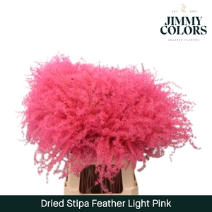 Dried Stipa Feather Light Pink