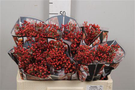 <h4>Rosa Rosefr Elite</h4>