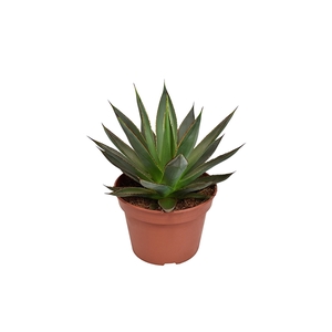 Agave Shaka Zulu