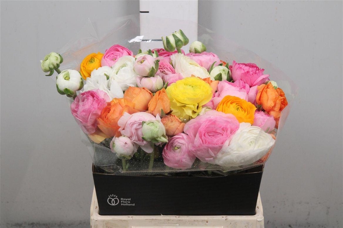 <h4>Ran Gem In Fust</h4>