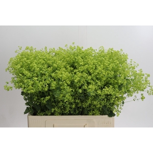 Alchemilla Mollis Robustica