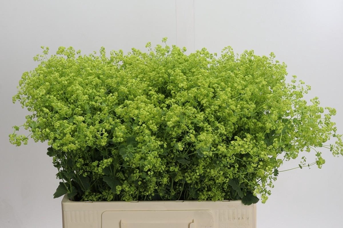 <h4>Alchemilla Mollis Robustica</h4>