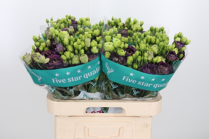 <h4>Eus G Rosan B Pearl</h4>