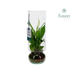 Green BottleAngelica Large met Spathiphyllum