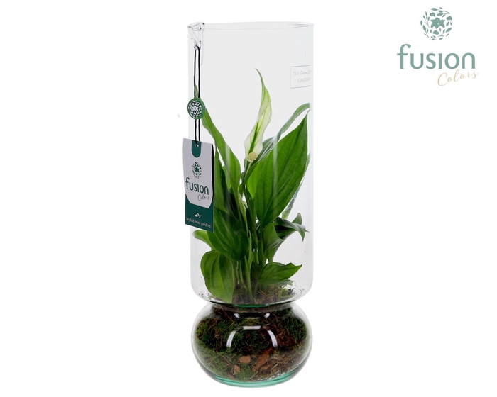 <h4>Green BottleAngelica Large met Spathiphyllum</h4>