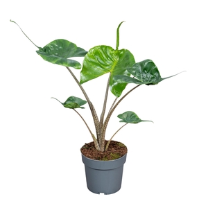 Alocasia Macror Stingray 14cm