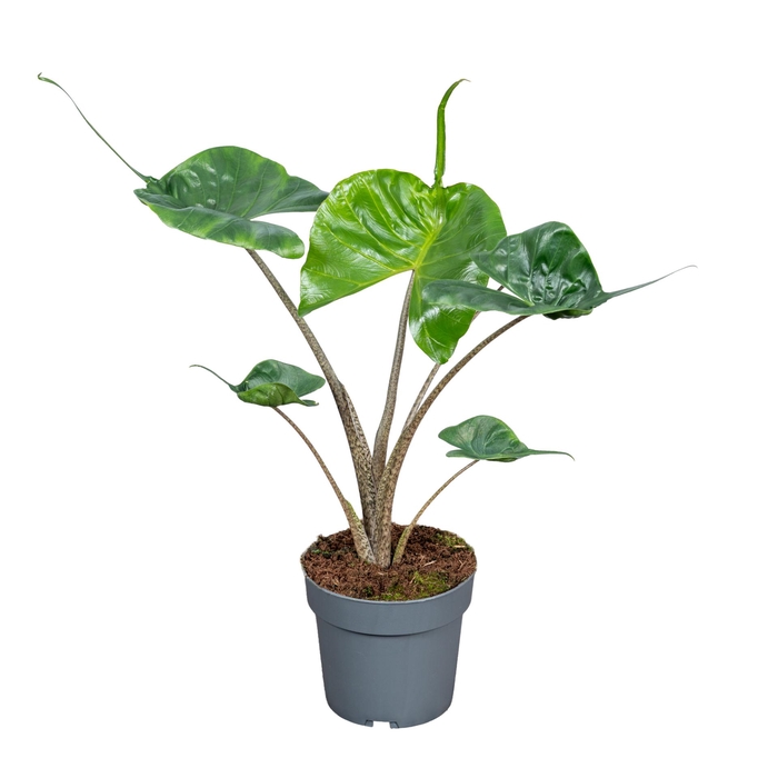 <h4>Alocasia Macror Stingray 14cm</h4>