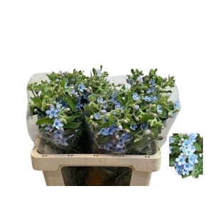 Oxypetal Tan Pur Blu