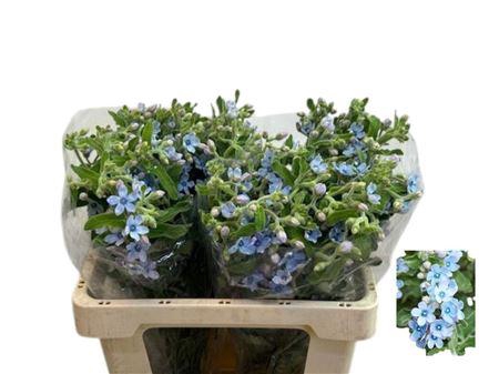 <h4>Oxypetal Tan Pur Blu</h4>