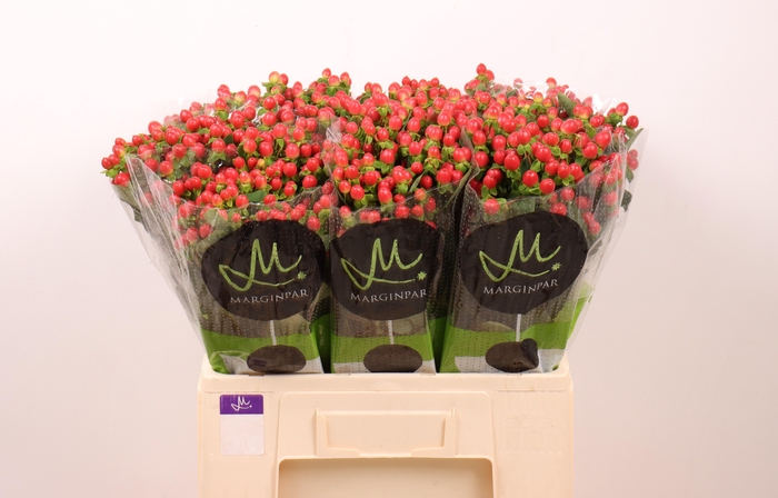 <h4>HYP TOMATO FLAIR</h4>