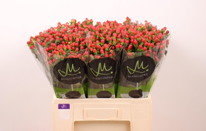 <h4>HYP TOMATO FLAIR</h4>