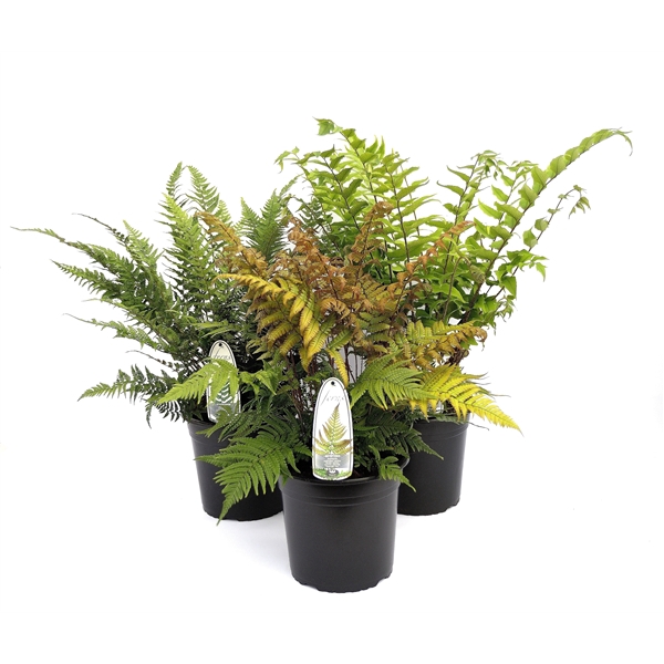 <h4>Varens winterhard C5</h4>