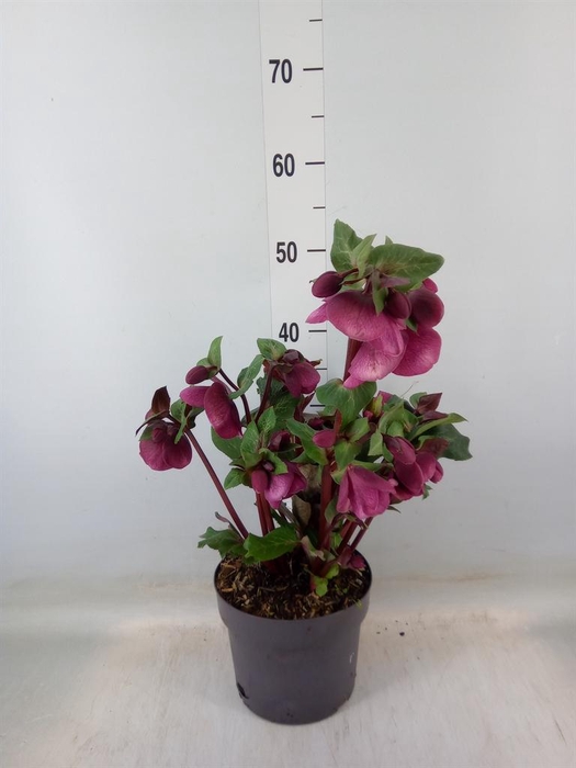 <h4>Helleborus  'Fkiss Charmer'</h4>