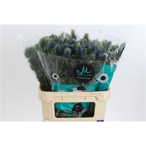 Eryngium Supernova Qstar