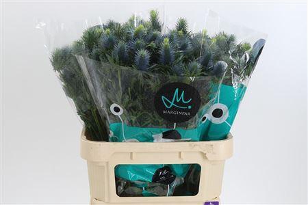 <h4>Eryngium Supernova Qstar</h4>